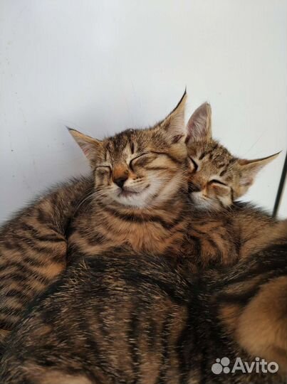 Котята ищут дом