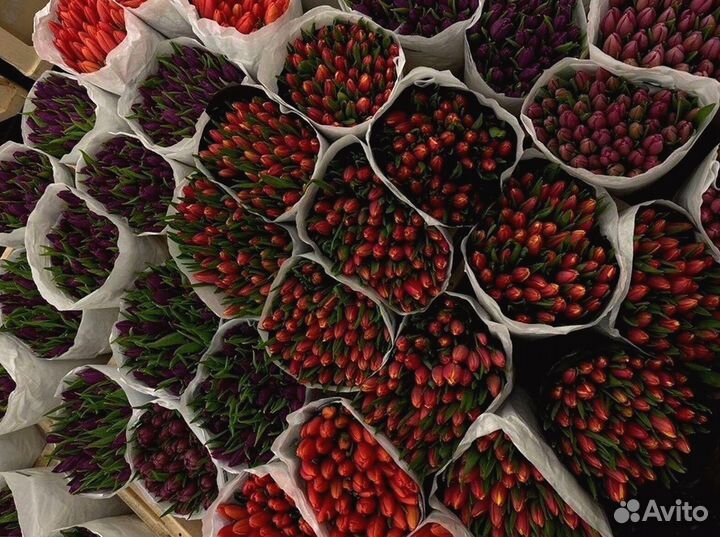 Тюльпаны оптом под заказ