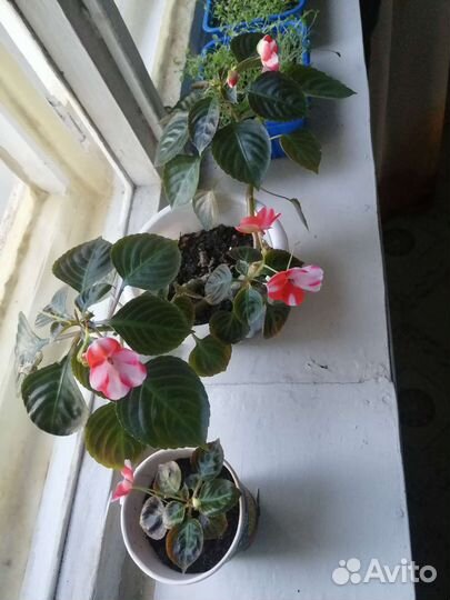 Бальзамин (ванька мокрый)