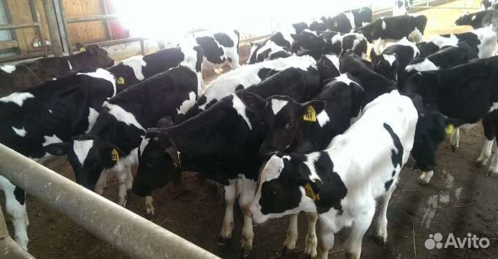 Продаем бычки