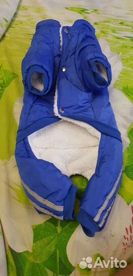 Одежда для собак