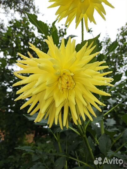 Георгины клубни