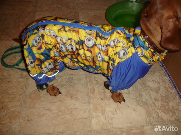 Комбинезон для таксы продаю