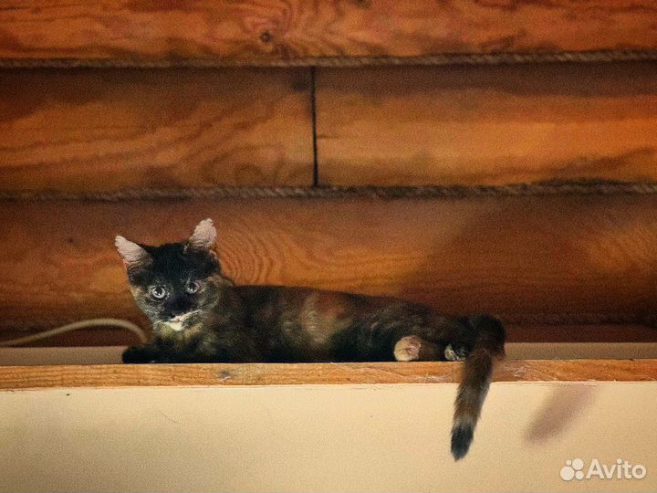 Котята