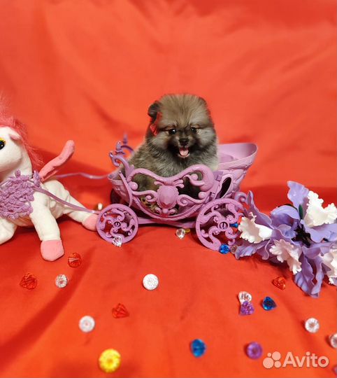 Яркая красотка шпиц