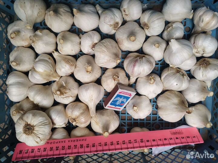 Чеснок, лук-шалот почтой
