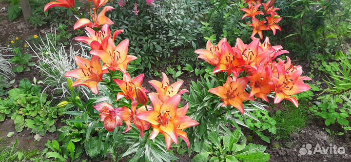 Жасмин, буквица, хосты, астильба, примула, нарцисс