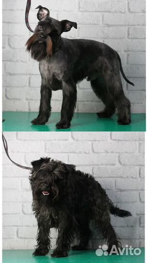 Груминг, стрижка собак: йорк, шпиц, пудель и др