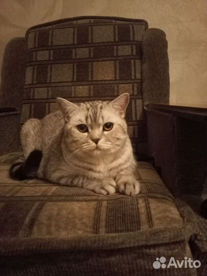 Шотландский кот вязка