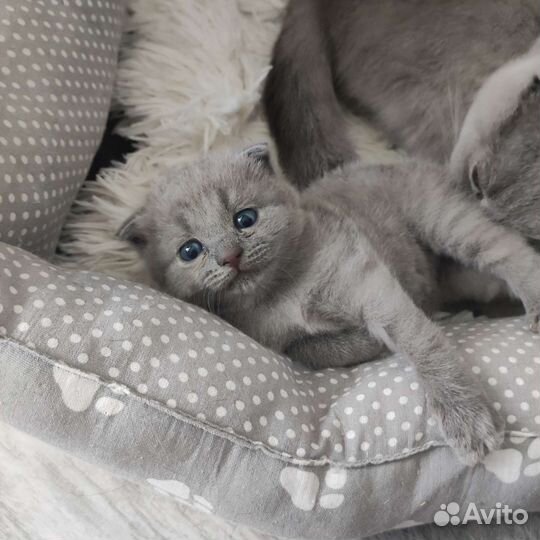 Шотландская плюшка