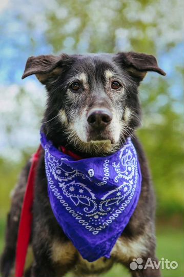 Собака в добрые руки отдам бесплатно