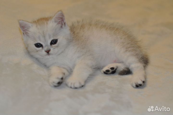 Британские котята