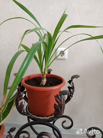 Пальма панданус