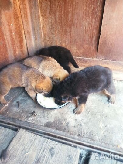 Собаки бесплатно в добрые руки щенки