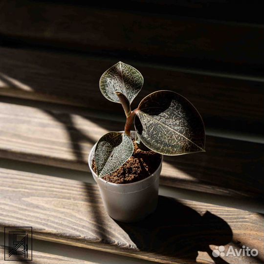 Драгоценная Орхидея - Лудизия Оникс