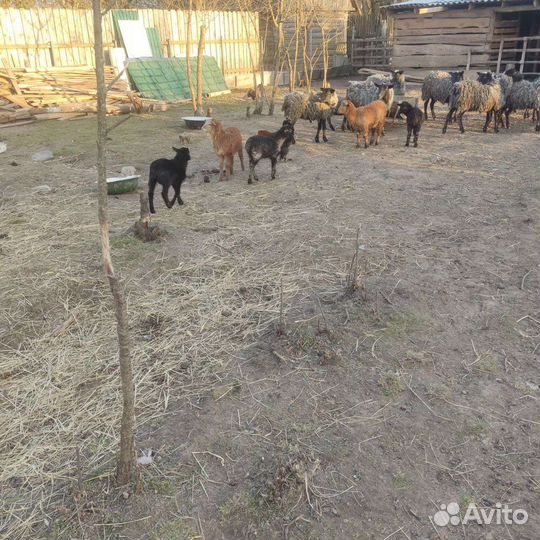 Животные. Бараны, овцы, куры, коровы