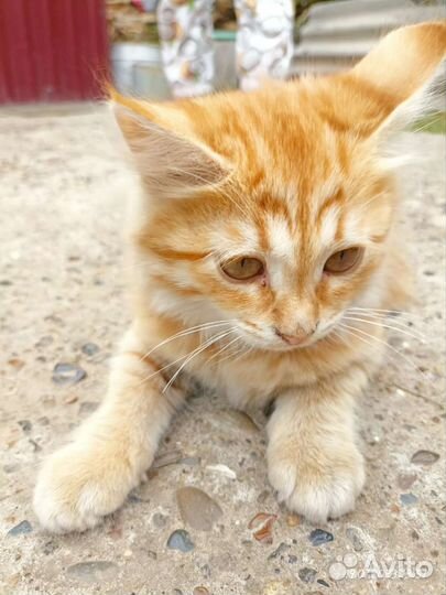 Кошка в дар