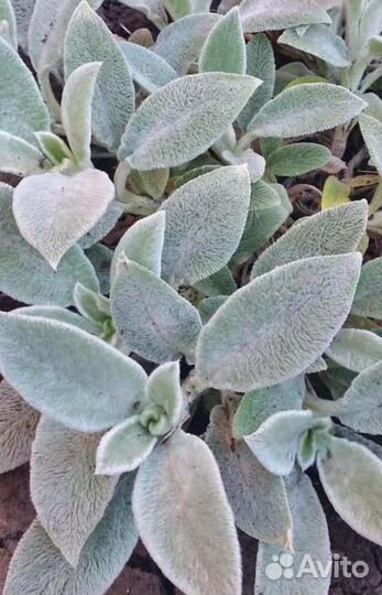 Цветы для сада