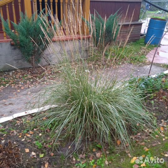 Многолетние цветы и растения