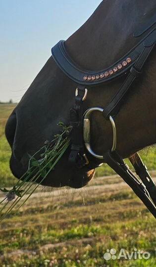 Трензель для лошади 12,5