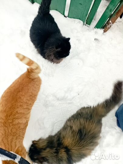 Коты и кошки