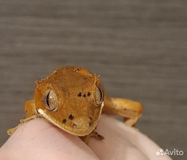 Реснитчатый бананоед малыш