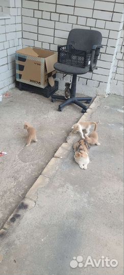 Котята в добрые руки