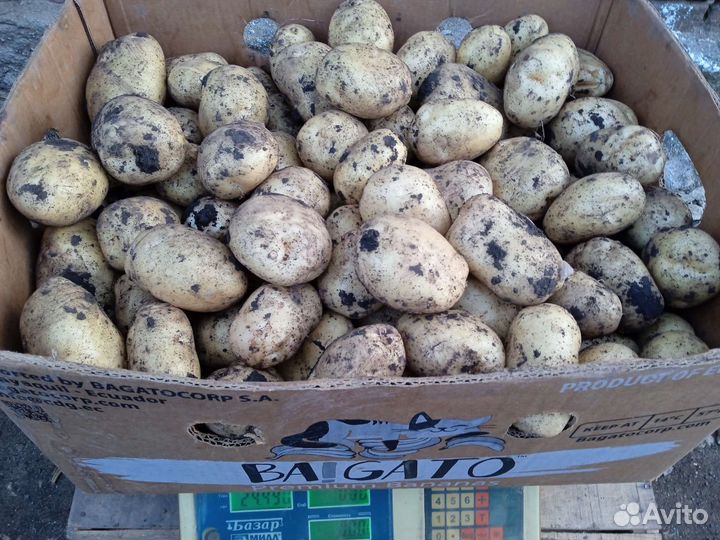 Продается картофель