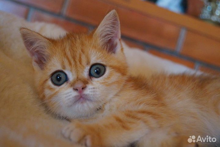 Не котёнок а тигрёнок