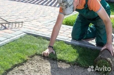 Продажа Рулонного газона