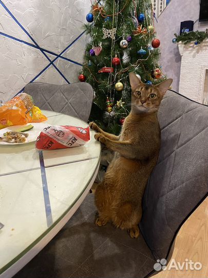 Продам кота