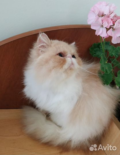 Персидская кошечка