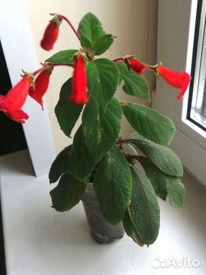 Зефирантес, Калерия