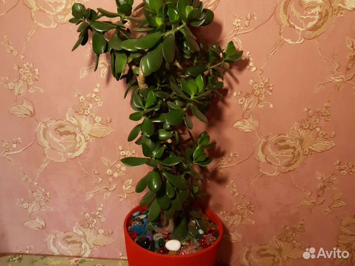 Комнатные цветы