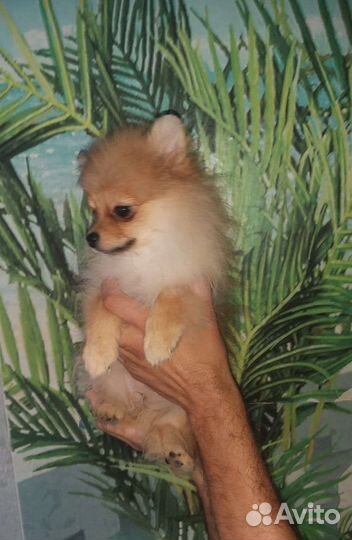 Девочка 4,5 месяца Померанский шпиц
