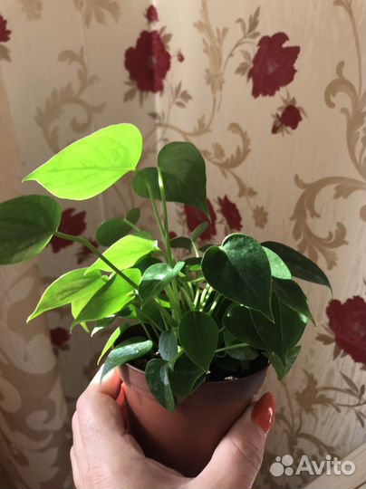 Комнатные растения цветы