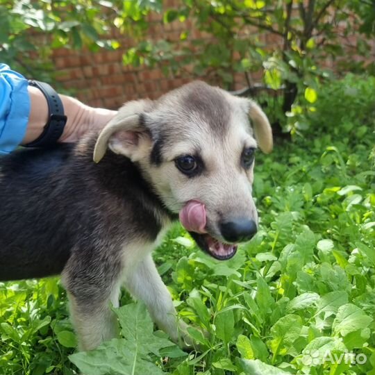 Щенок в добрые руки бесплатно