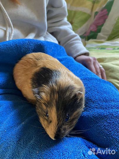 Морская свинка