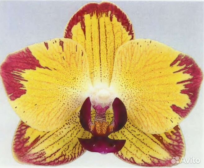 Орхидея фаленопсис Попугай