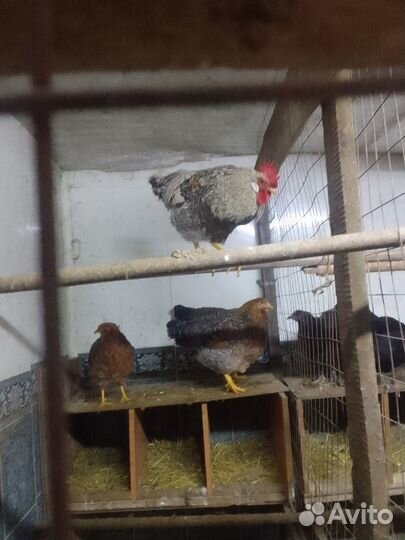 Петух на племя