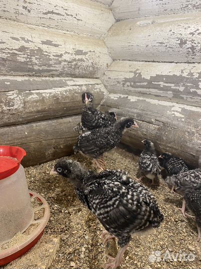 Цыплята подрощенные породистые
