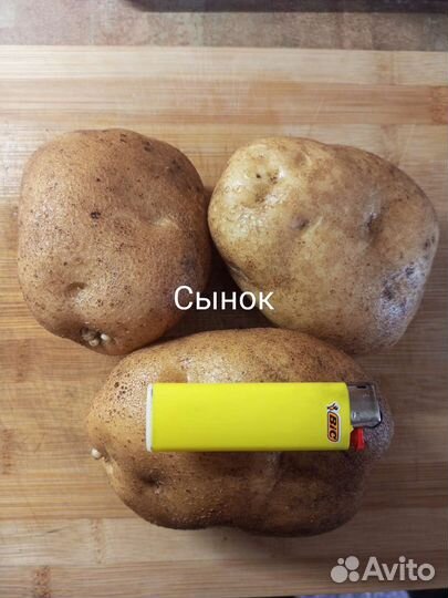 Семенной картофель Уника, Сынок, Лапоть и другие