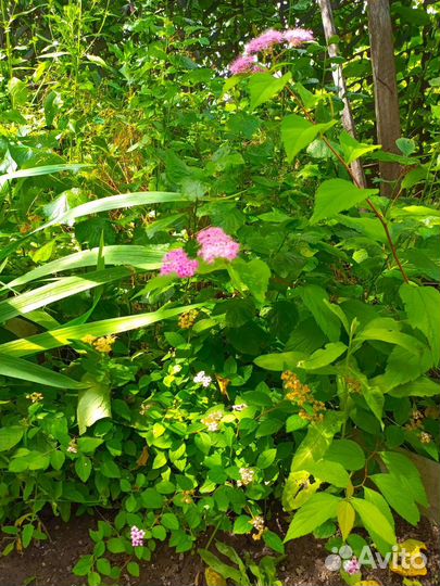 Спирея саженцы