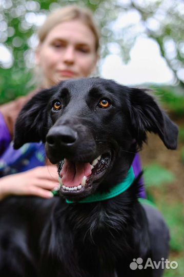 Небольшая породистая собака из приюта для квартиры