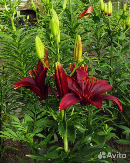 Лилии на осень 2023, принимаю заявки