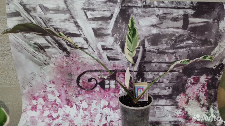 Калатея white fusion/белый тигр