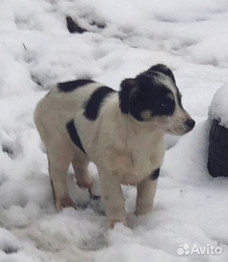 Щенки в добрые руки