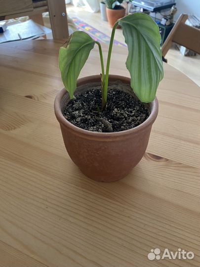 Калатея орбифолия