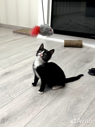 Котенок Боня