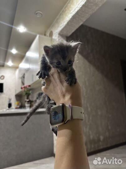 Котята сфинкс